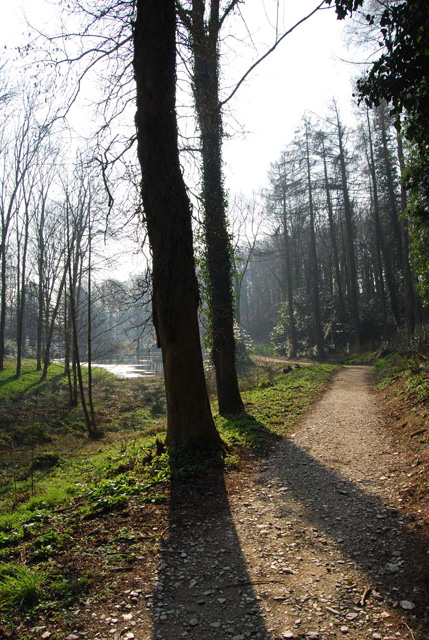 Shadows and Tall Trees